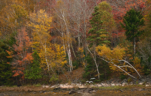 Fall Hiking on Public Lands: Best Places for Autumn Color in 2026