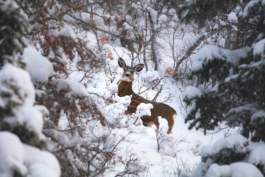 Post-Hunt Success on Public Lands: Processing Game, Reporting, and Conservation Impact