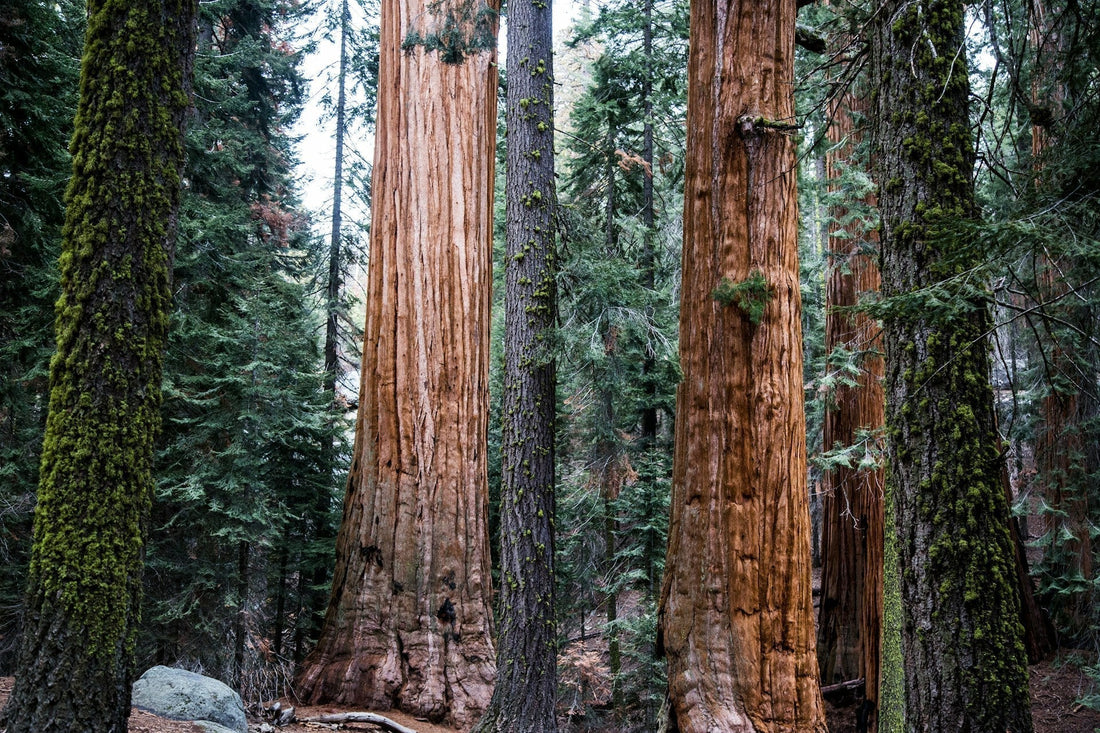 Current Public Lands Legislation and Upcoming Bills: February 2026 Overview