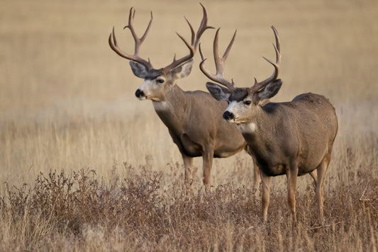 Essential Resources for Your Public Lands Hunt: Gear, Planning Tools, and Species-Specific Spots